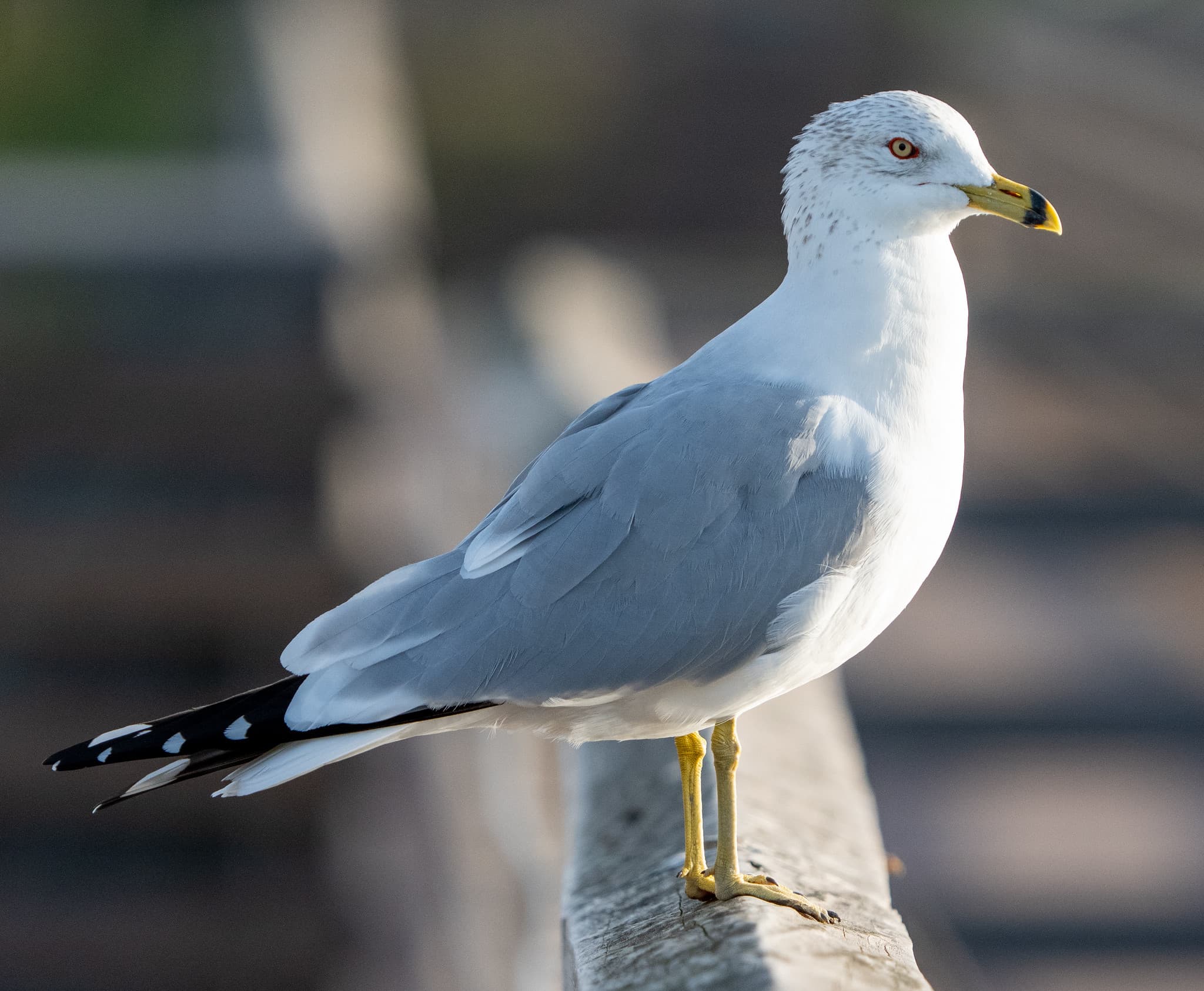 A seagull standing in soft light.